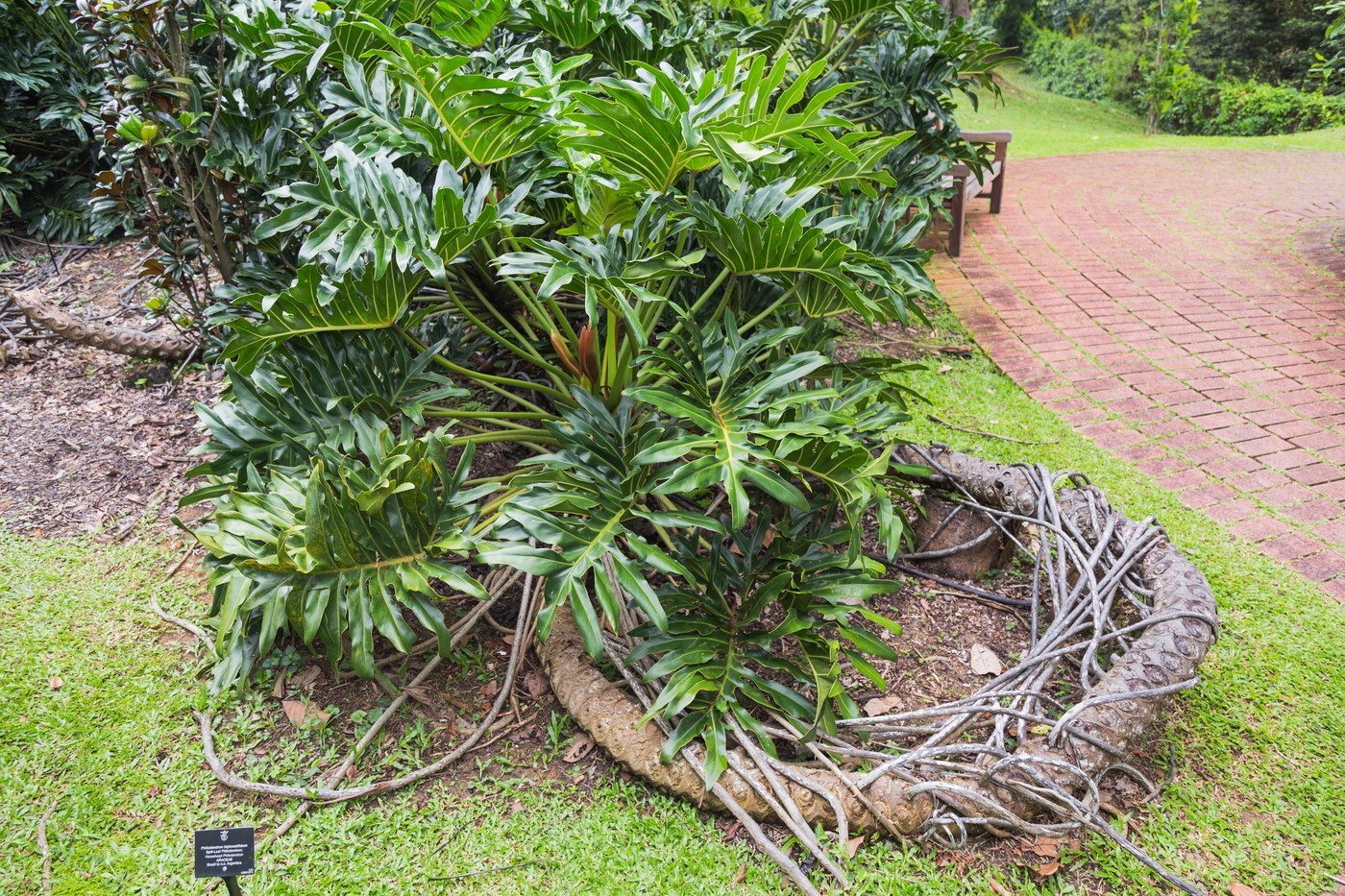 How to Care for Tree Philodendron