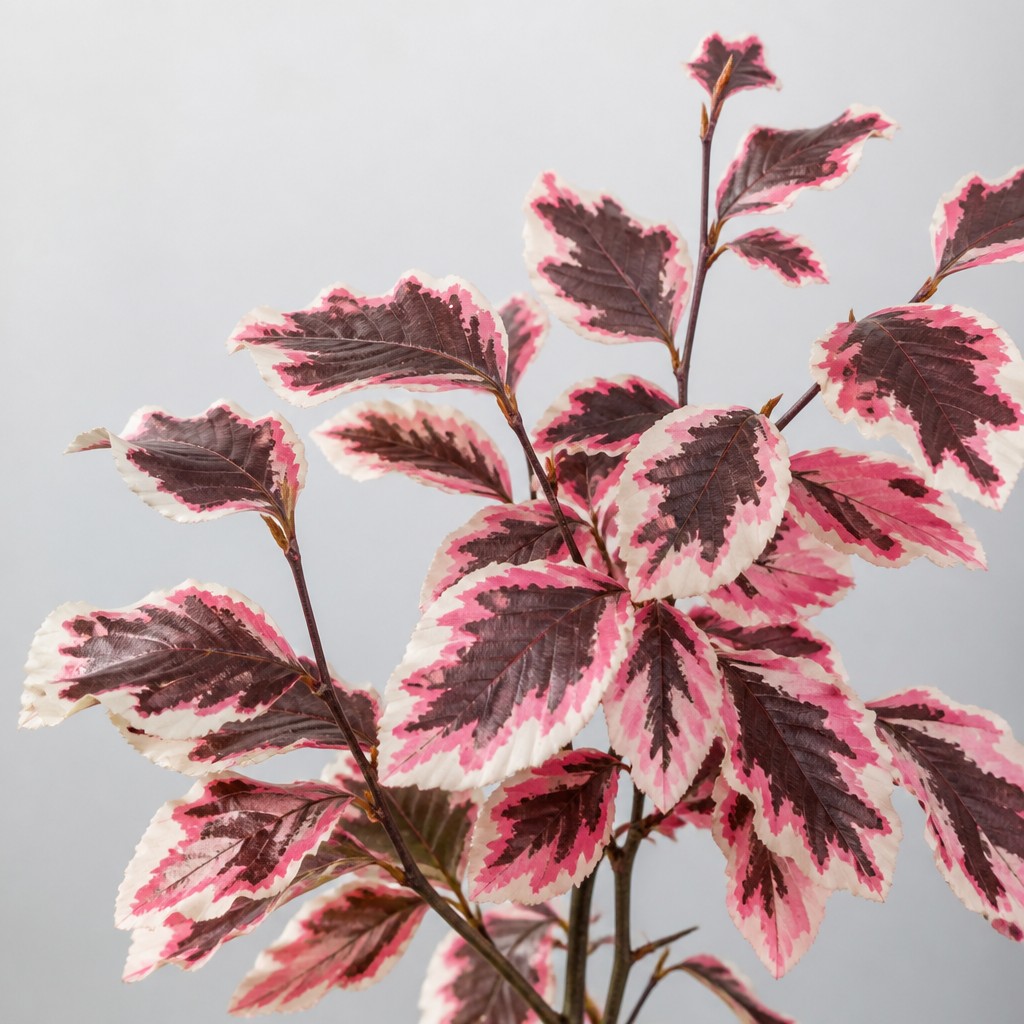 Tricolor Beech