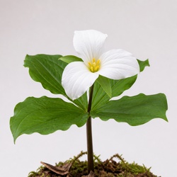 Trillium Identification Guide