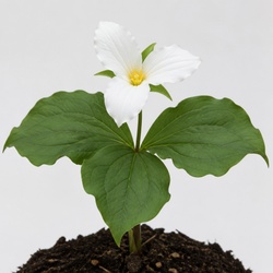 Trillium