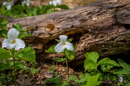 Trillium