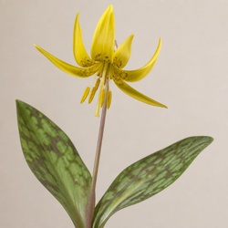 Trout Lily Identification Guide