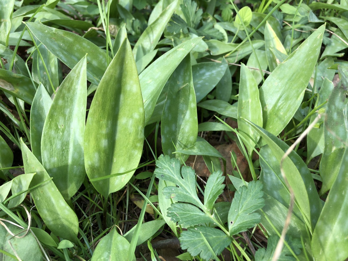 How to Care for Trout Lily