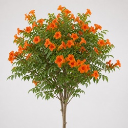 Trumpet Tree Identification Guide