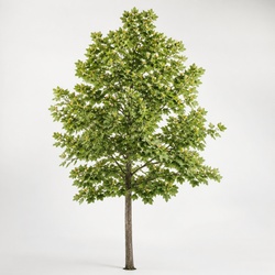 Tulip Tree Identification Guide