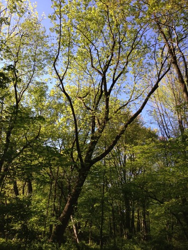 Tulip Tree