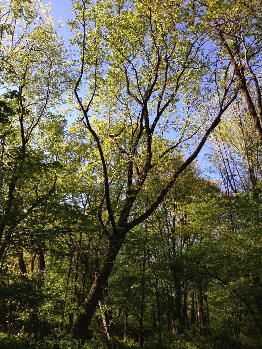 How to Care for Tulip Tree
