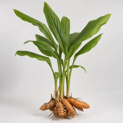 Turmeric Identification Guide