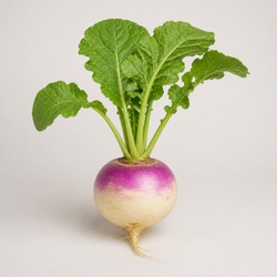 Turnip Identification Guide