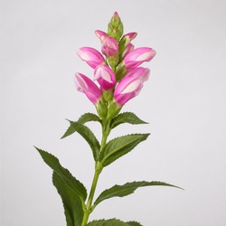 Turtlehead Identification Guide