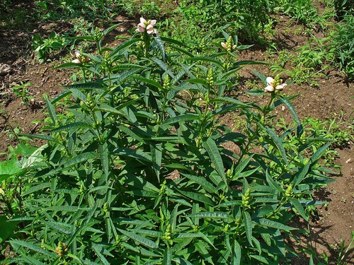 Turtlehead
