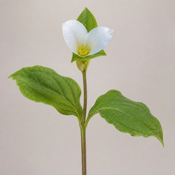 Twinflower Identification Guide
