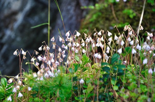 Twinflower