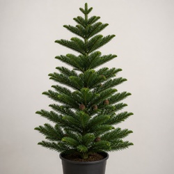 Umbrella Pine