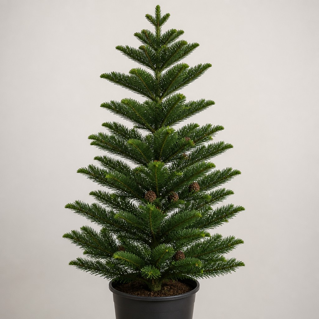 Umbrella Pine
