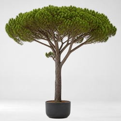 Umbrella Pine Identification Guide