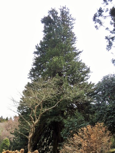 Umbrella Pine