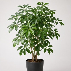 Umbrella Tree Identification Guide