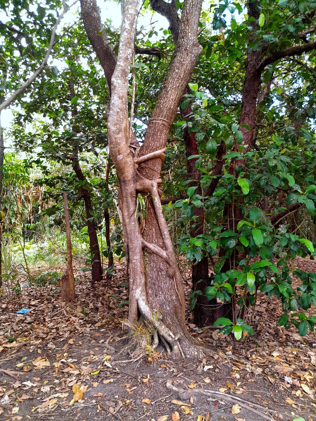 How to Care for Umbrella Tree