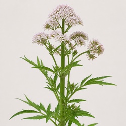 Valerian Identification Guide
