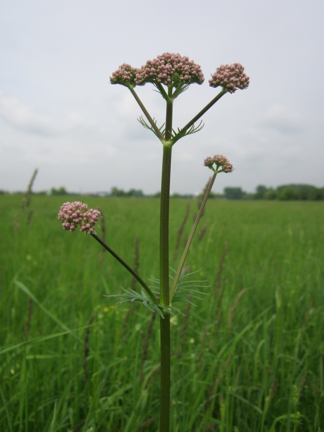 How to Care for Valerian