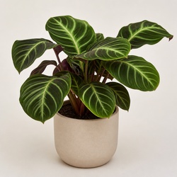 Velvet Calathea Identification Guide