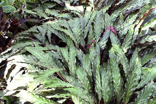 Velvet Calathea