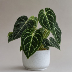 Velvet Shield Anthurium Identification Guide