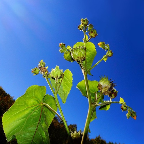 Velvetleaf