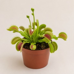 Venus Flytrap Identification Guide
