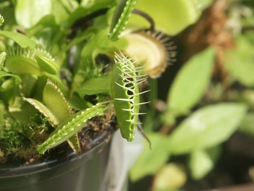 Venus Flytrap