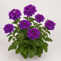 Verbena Identification Guide