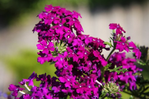Verbena