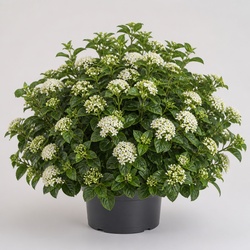 Viburnum Identification Guide