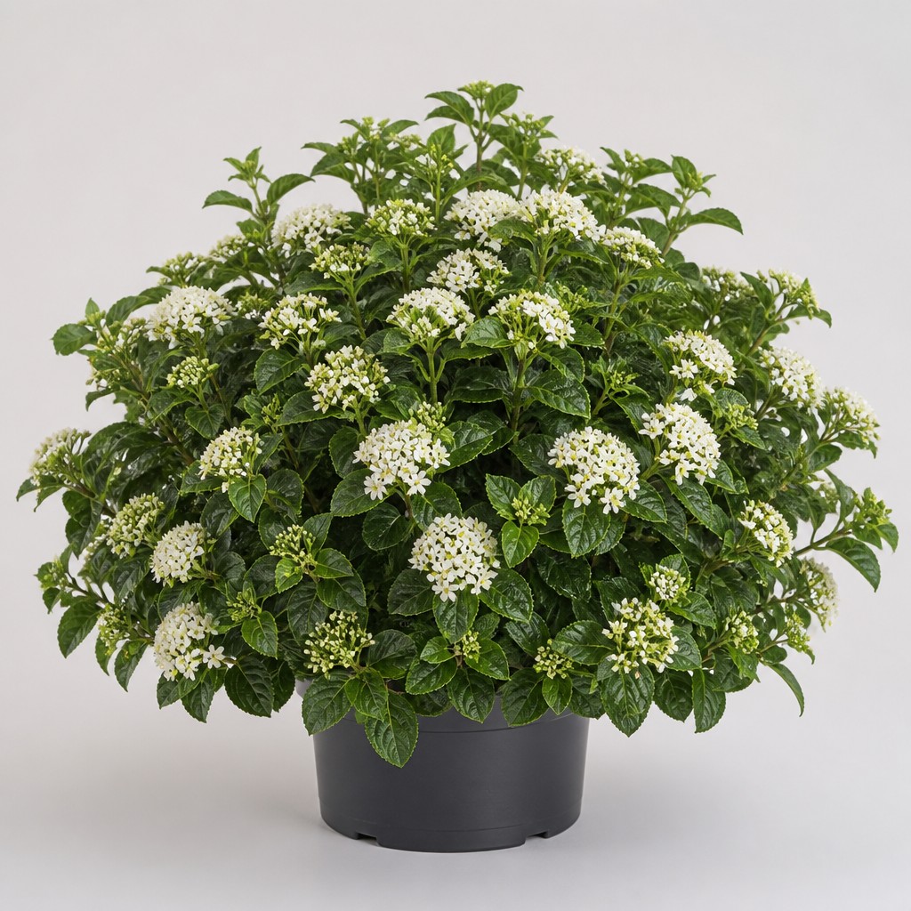 Viburnum