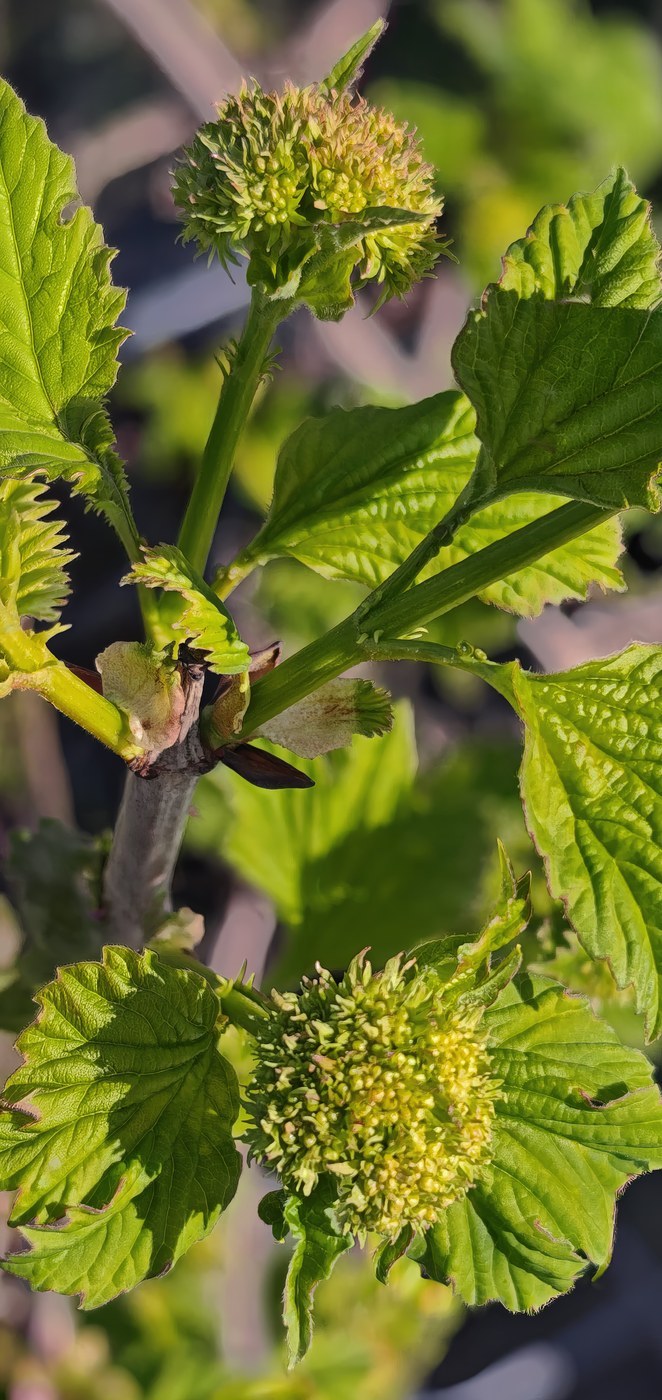 How to Care for Viburnum