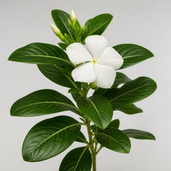Vinca Identification Guide