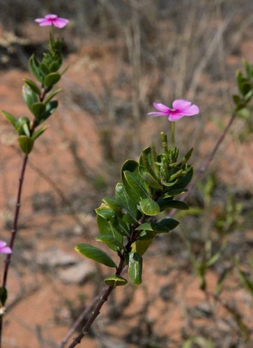 Vinca