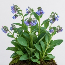 Virginia Bluebells