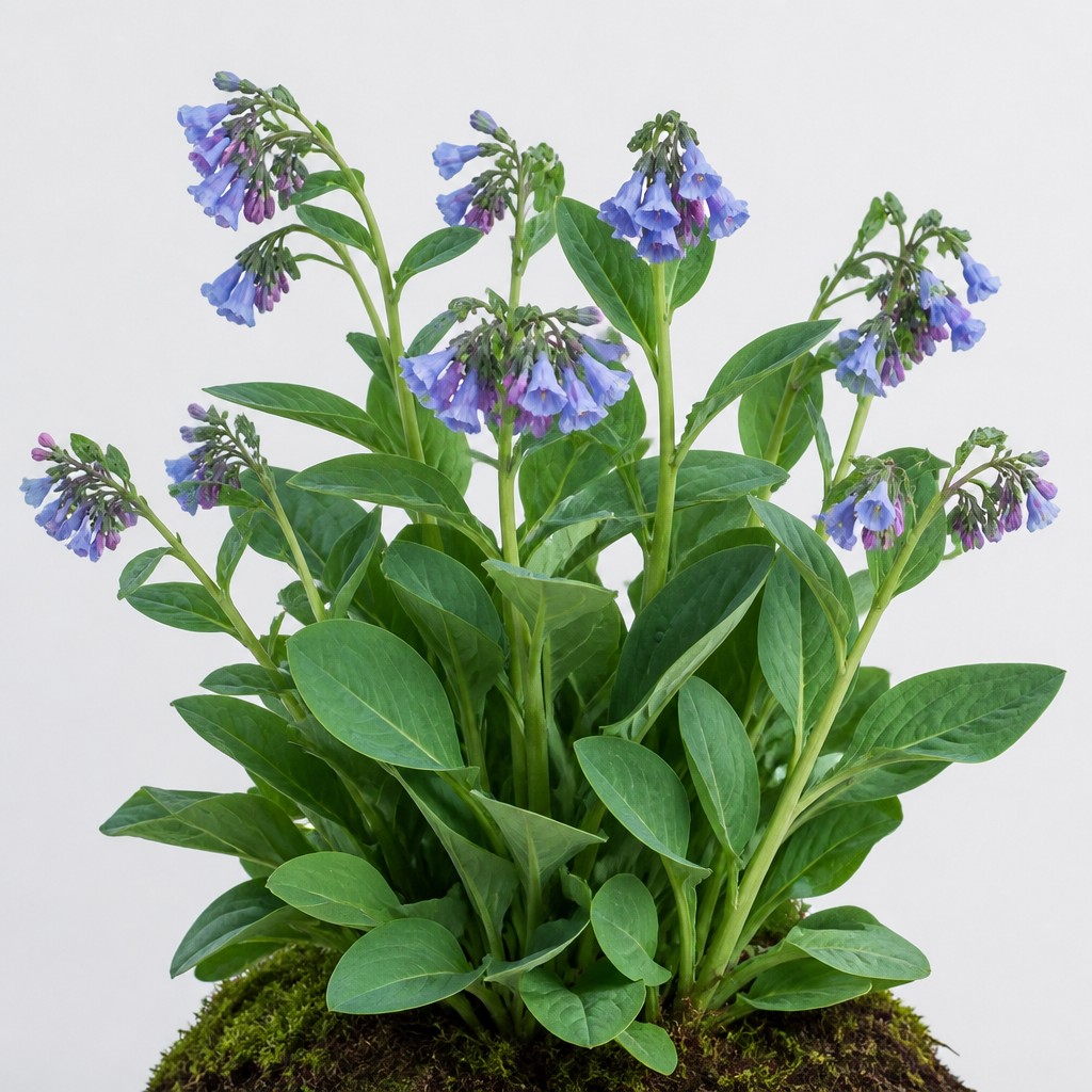 Virginia Bluebells