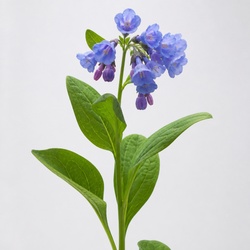 Virginia Bluebells Identification Guide