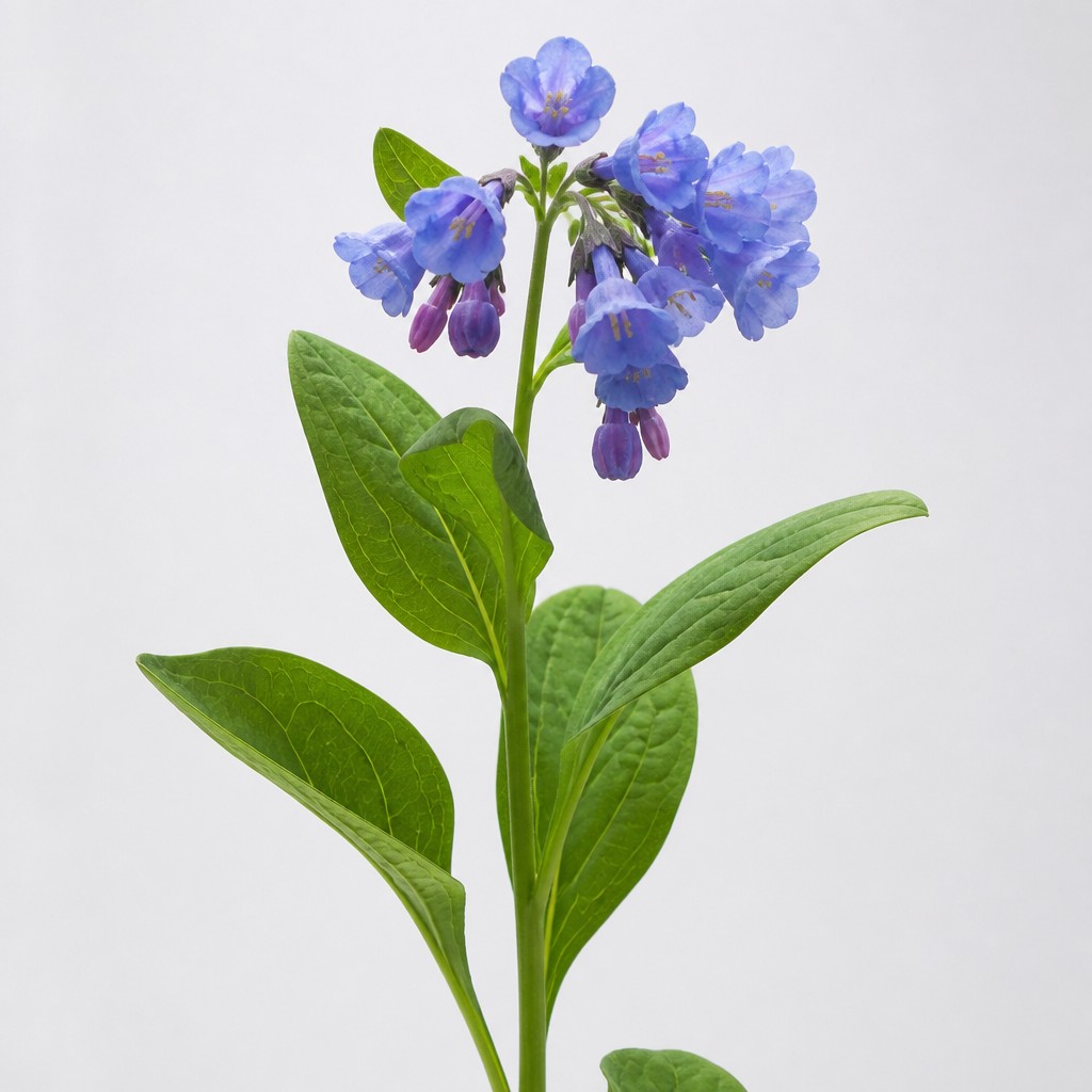 Virginia Bluebells