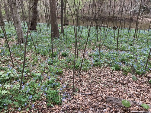 Virginia Bluebells