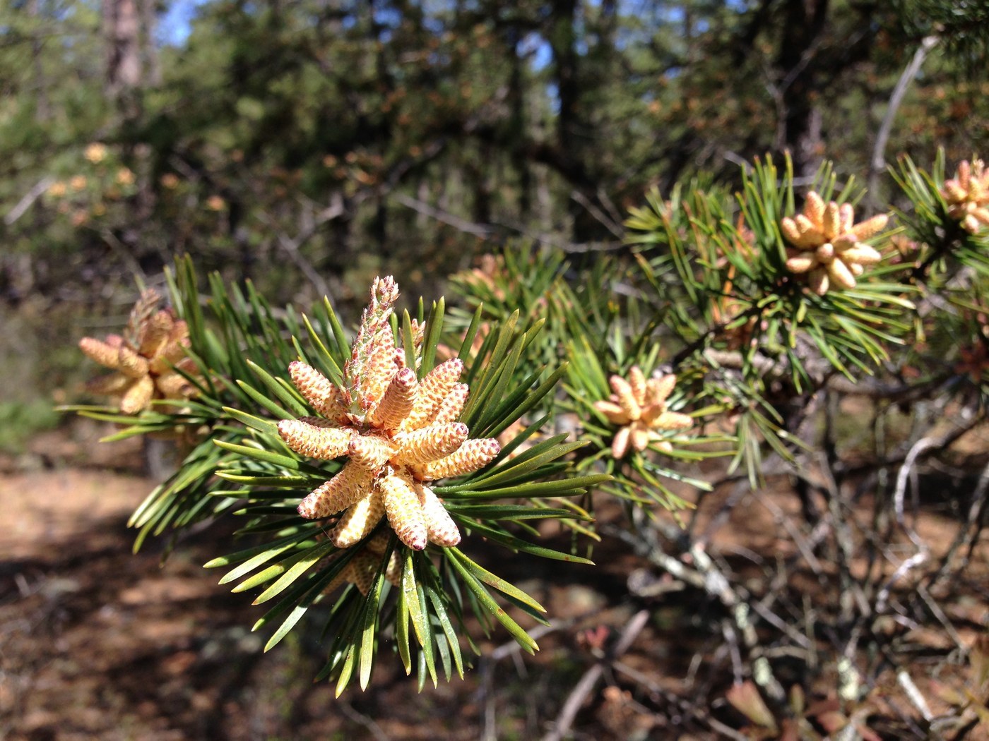 How to Care for Virginia Pine