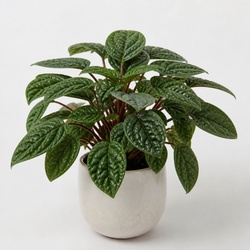 Waffle Plant Identification Guide