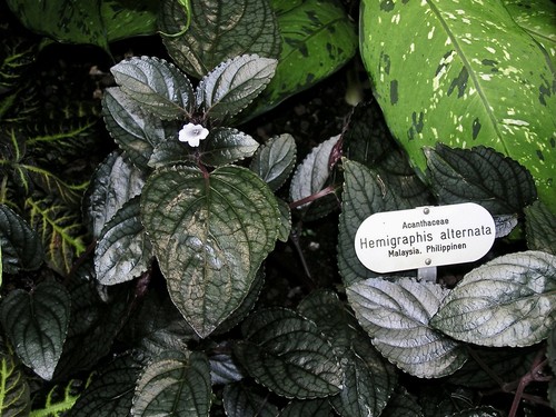 Waffle Plant