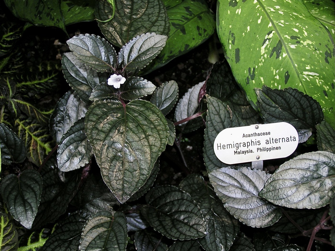How to Care for Waffle Plant
