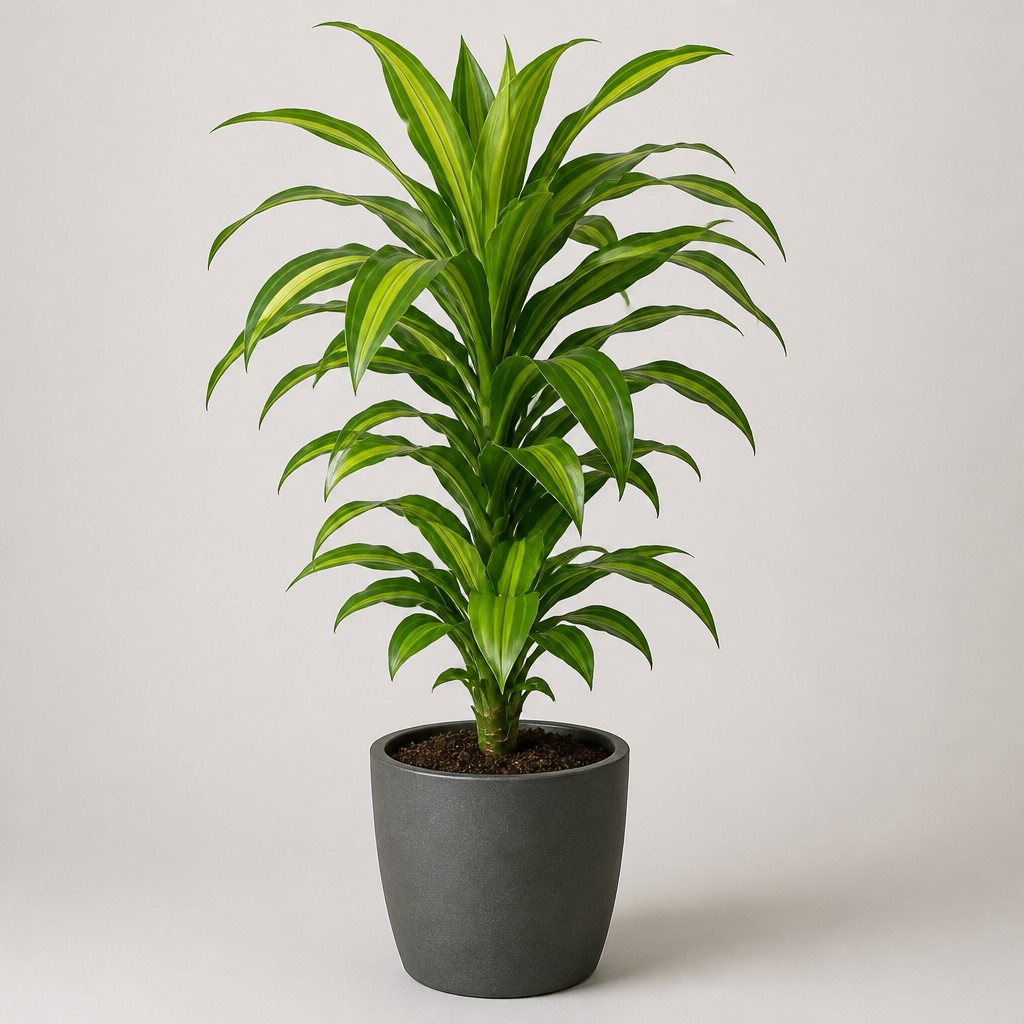 Warneckii Dracaena