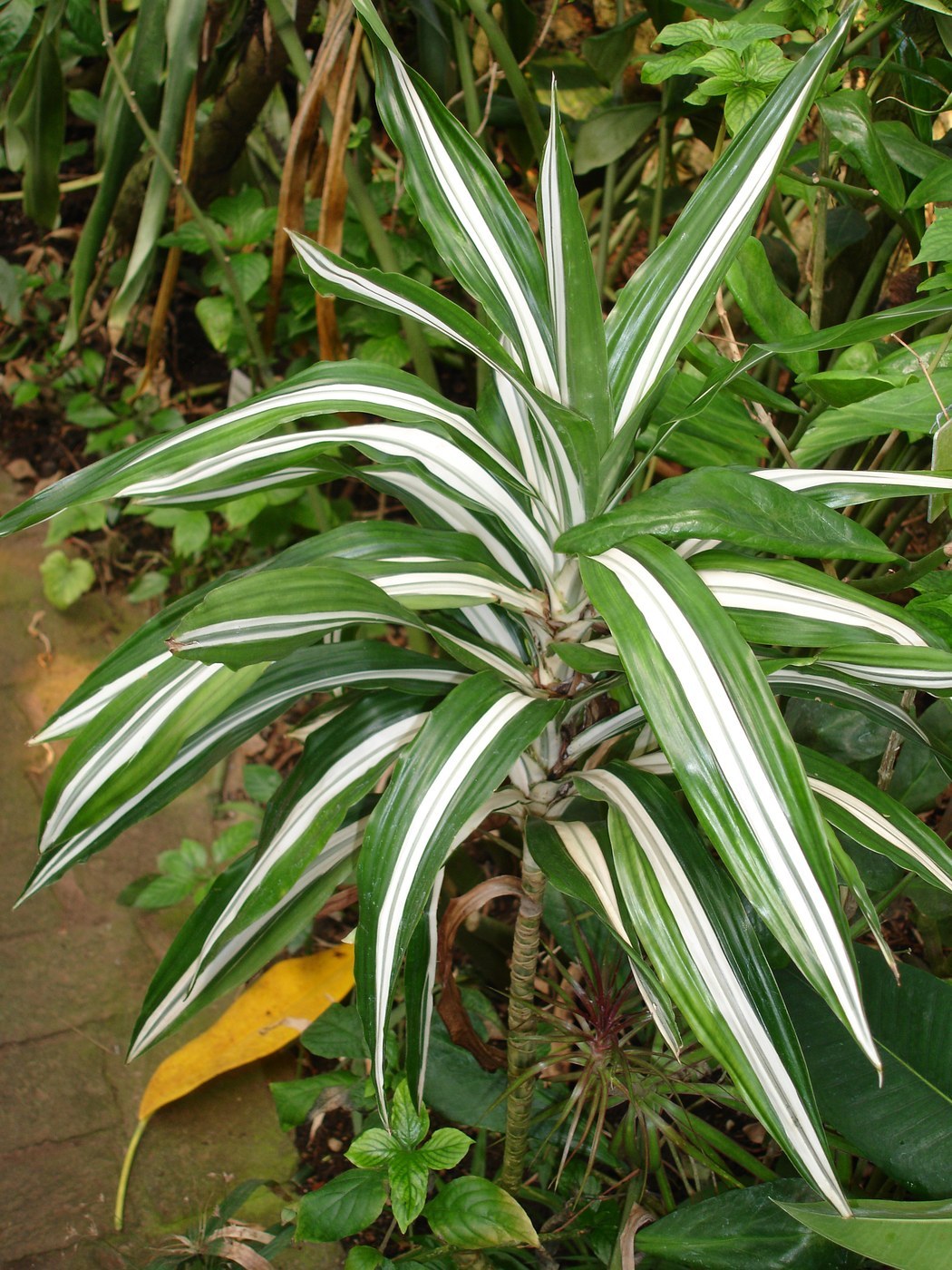 How to Care for Warneckii Dracaena