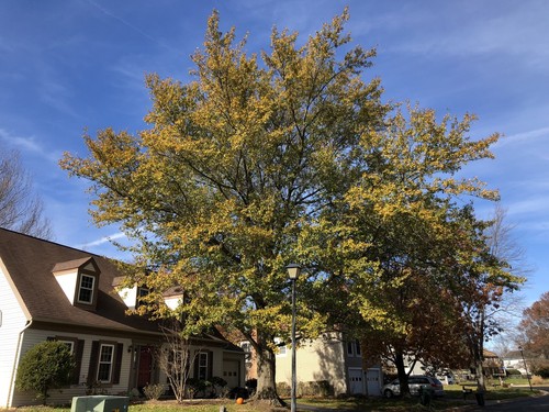 Water Oak